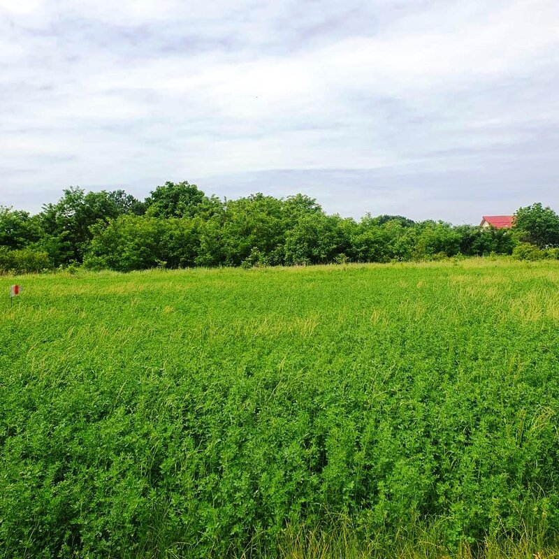 Bolentin Vale, Crivina