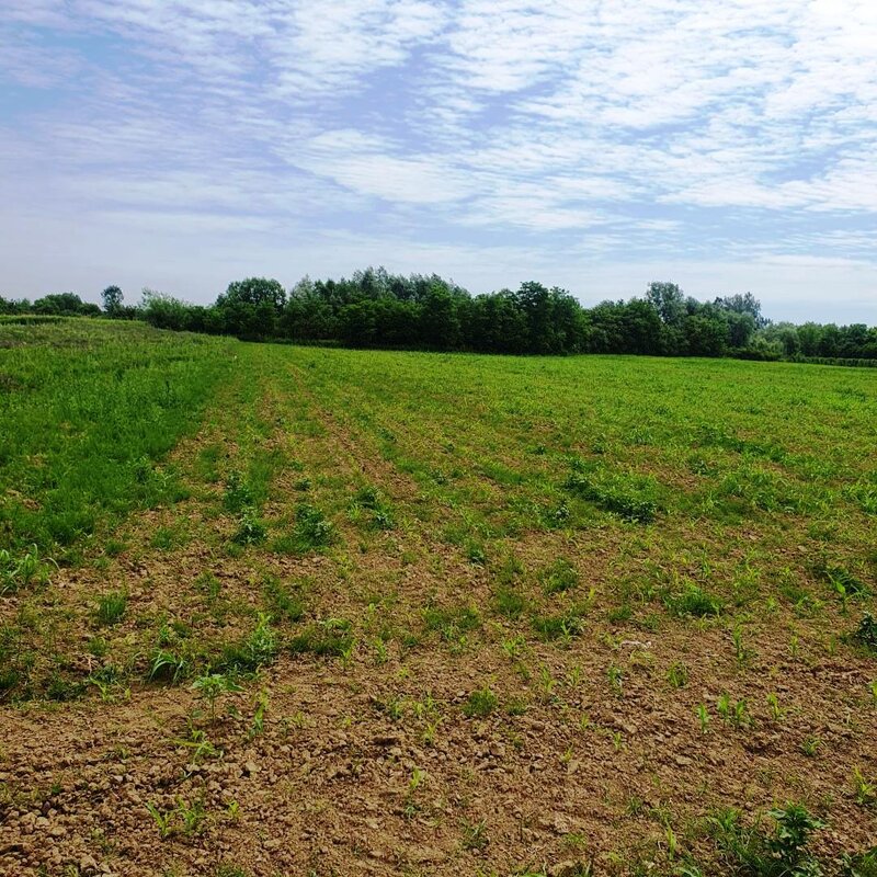 Bolentin Vale, Crivina