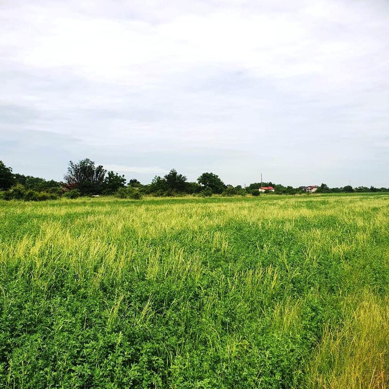 Bolentin Vale, Crivina